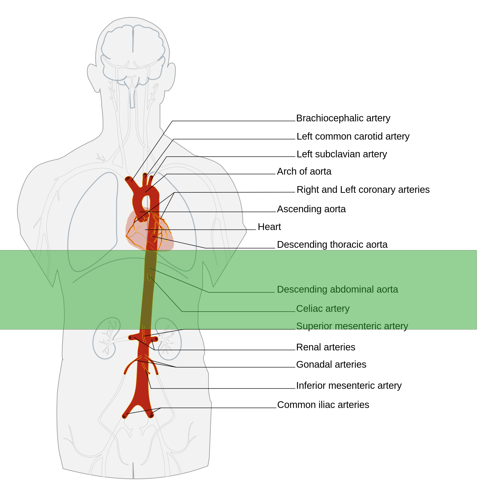 Abdominal Aorta Anatomy